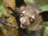 Aye-aye
