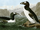 Great Auk