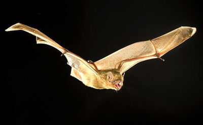 Northern Yellow Bat