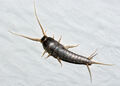 Silverfish (Lepisma saccharina)