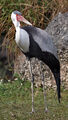 Wattled Crane (Grus carunculata)