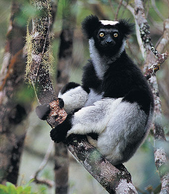 indri lemur size