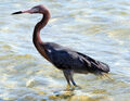 Reddish Egret (Egretta rufescens)