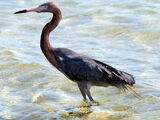 Reddish Egret