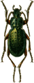 Carabus truncaticollis
