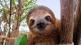Slothskaleian
