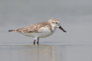 Spoon-billed Sandpiper (Adult)