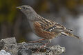 Alpine Accentor (Prunella collaris)