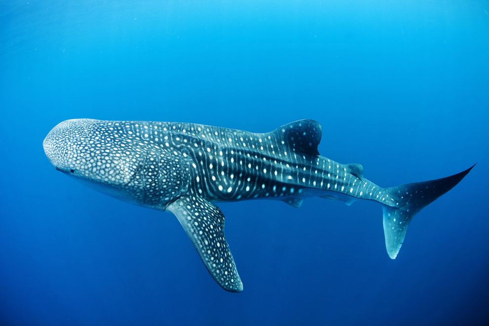 Whale shark - Wikipedia