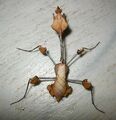 Wandering Violin Mantis (Gongylus gongylodes)