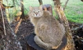 Pampas Cat (Leopardus pajeros)