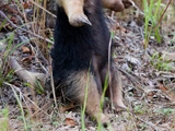 Southern Tamandua