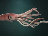 Giant squid
