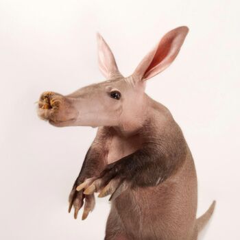 Aardvark Cute.jpg