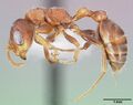 Acacia Ant Pseudomyrmex ferruginea