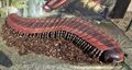 Arthropleura