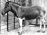 Quagga
