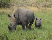 Mother and calf