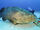 Atlantic goliath grouper