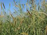 Napier Grass