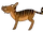 Boar tiger