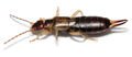 Common Earwig (Forficula auricularia)