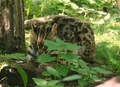 Leopard Cat (Prionailurus bengalensis)