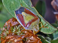 Gorse Shield Bug (Piezodorus lituratus)