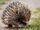 Short-Beaked Echidna