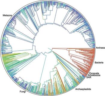 Phylogenetic Tree