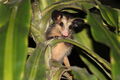 Saruê (Didelphis aurita)