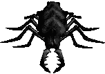 Panarthropoda Gallery All Species Wiki Fandom Panarthropoda Gallery All Species Wiki Fandom