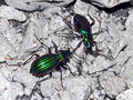 Carabus solieri