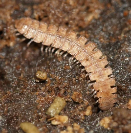 Poly millipede