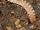 Flat-backed millipede