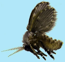 Clogmia albipunctata2-600x573