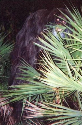 Myakka ape photograph