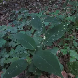 Persicaria virginiana Sep ELM-768x1024