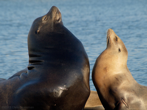 California Sea Lion | All Species Wiki | Fandom