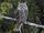 Great horned owl