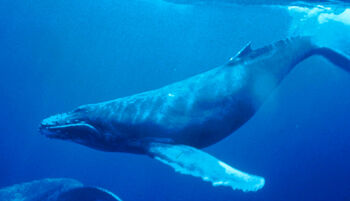 Humpback Whale 4