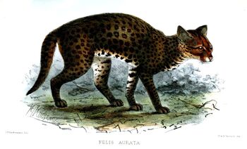 Pallas's cat - Wikipedia