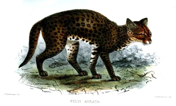 African Golden Cat