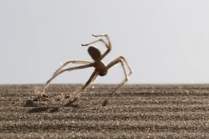 Moroccan Flic-Flac Spider