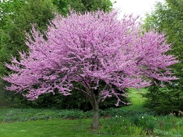 Redbud-2