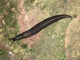 Ash black slug
