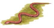 Ophiderpeton BW
