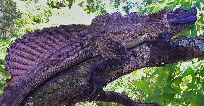 sailfin dragon enclosure