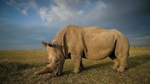 White Rhinocero 990000000055