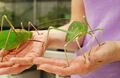 Giant Malaysian Katydid (Arachnacris corporalis)